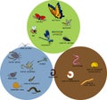 Infographics with insects and other invertebrates animals living in soil, water and land. Educational material